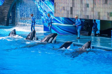 Orlando, Florida 'da. 18 Temmuz 2019. İnsanlar SeaWorld 9 bir okyanus gösterisi eğlenceli görkemli katil balinalar sahip.