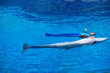 Orlando, Florida 'da. 18 Temmuz 2019. SeaWorld 1 ' de yunus ile kadın eğitmen Yüzme.