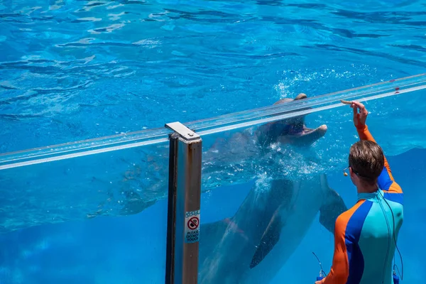 Orlando Florydzie Lipca 2019 Trener Dając Ryby Delfina Seaworld — Zdjęcie stockowe