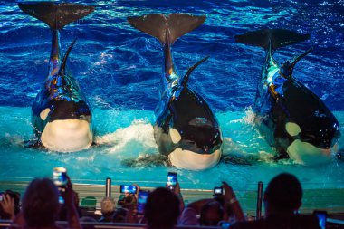 Orlando, Florida 15 Temmuz 2019. İnsanların SeaWorld 5 ' te Electric Ocean Show 'da cep telefonları ile fotoğraf çekmek sırasında katil balinalar poz