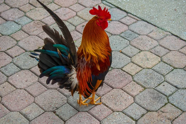 佛罗里达州坦帕湾七月 2019 公鸡在百年纪念公园在 Ybor — 图库照片