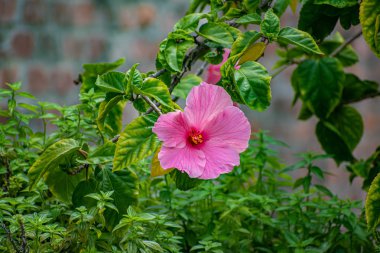 Tampa Körfezi, Florida. 12 Temmuz 2019. Ybor City 2 ' de beatiful Magenta çiçeği.