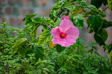 Tampa Körfezi, Florida. 12 Temmuz 2019. Ybor City 3 ' de beatiful Magenta çiçeği.