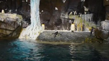 Orlando, Florida 'da. 08 Temmuz 2019. Penguen SeaWorld, 3 atlama su dışarı geliyor