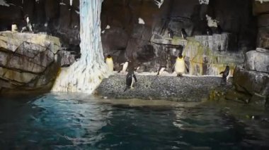 Orlando, Florida 'da. 08 Temmuz 2019. Penguen SeaWorld, 2 atlama su dışarı geliyor.