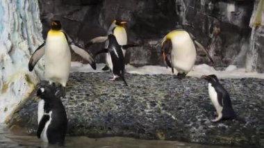 Orlando, Florida 'da. 08 Temmuz 2019. SeaWorld Antarktika alanında penguen yürüyüş ve hareketli kanatlar.