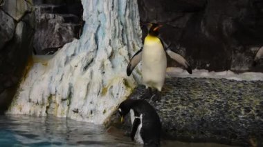 Orlando, Florida 'da. 08 Temmuz 2019. SeaWorld 1 Antarktika bölgesinde penguen yürüyüş.