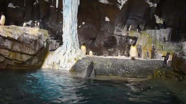 Orlando Florydzie Lipca 2019 Pingwin Wychodzi Skoków Wody Seaworld — Wideo stockowe