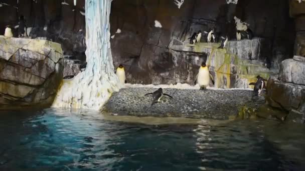 Orlando Florida Július 2019 Pingvin Jön Víz Jumping Seaworld — Stock videók