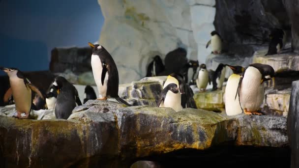 Orlando Florida Juli 2019 Pinguïn Opening Haar Snavel Slikken Kunstsneeuw — Stockvideo