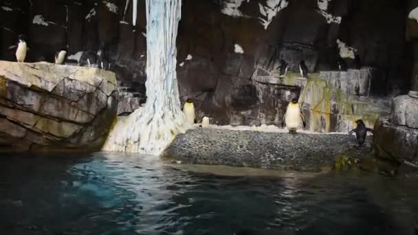 Orlando Florida Július 2019 Pingvinek Jön Víz Ugrás Seaworld — Stock videók