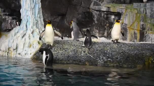Орландо Флорида Июля 2019 Года Пингвин Прогуливается Районе Антарктиды Seaworld — стоковое видео