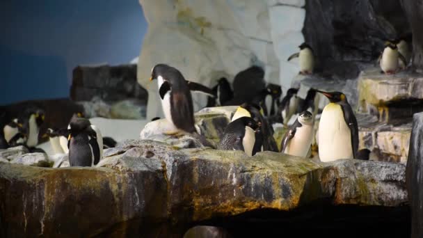 Orlando, Florida. 08. července 2019. Penguin a pohyblivé křidélka v oblasti Antarktidy