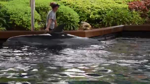 フロリダ州オーランド2019年7月09日トレーナーはイルカをなで シーワールドでイルカに位置を示す彼の腕を開きます — ストック動画