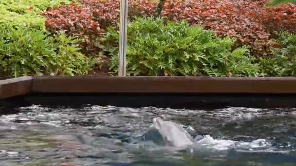 Orlando Florida Juli 2019 Delfiner Sticker Huvudet Och Simmar Seaworld — Stockvideo