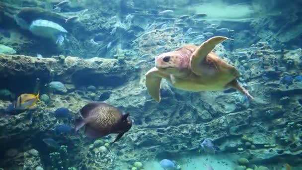 Orlando Florida Luglio 2019 Grande Tartaruga Sott Acqua Seaworld — Video Stock
