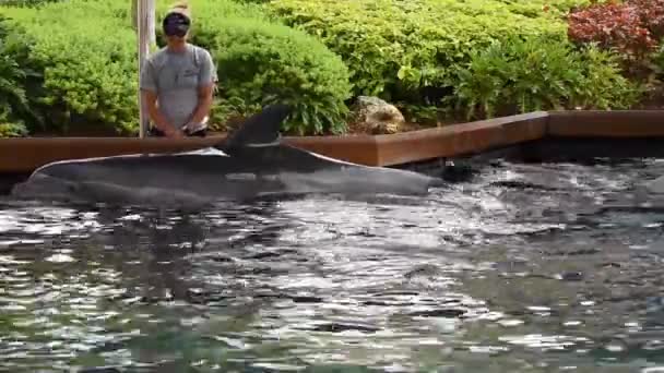 フロリダ州オーランド2019年7月09日シーワールド3でイルカをなでるトレーナー — ストック動画