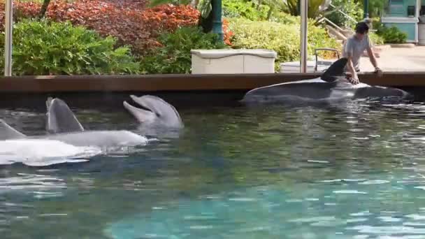 Orlando Florida Juli 2019 Tränare Smekande Delfinen Seaworld — Stockvideo