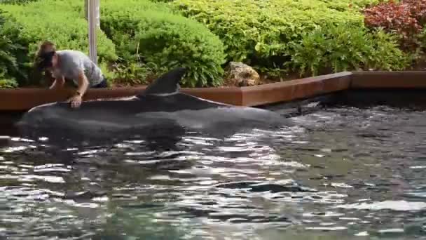 올랜도 플로리다 2019년 09일 씨월드 4에서 돌고래를 쓰다듬는 트레이너 — 비디오