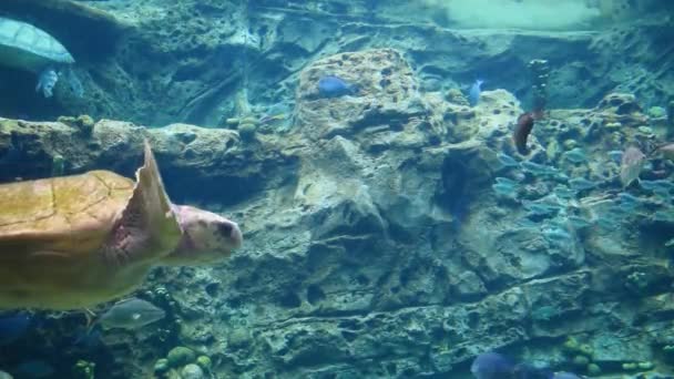 Orlando Florida July 2019 Big Turtle Underwater Seaworld — Stock Video