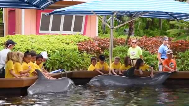Orlando Florida Julio 2019 Campamento Verano Para Niños Acariciando Delfines — Vídeo de stock