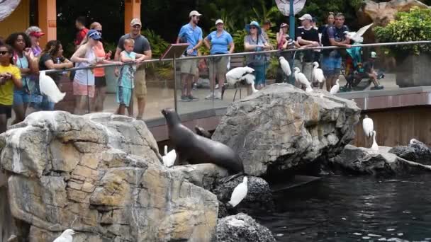 奥兰多 佛罗里达州2019年7月15日 女孩在海洋世界向海狮扔鱼 — 图库视频影像