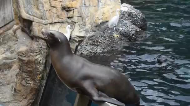 Orlando Florida Julio 2019 León Marino Recibiendo Peces Boca Seaworld — Vídeos de Stock