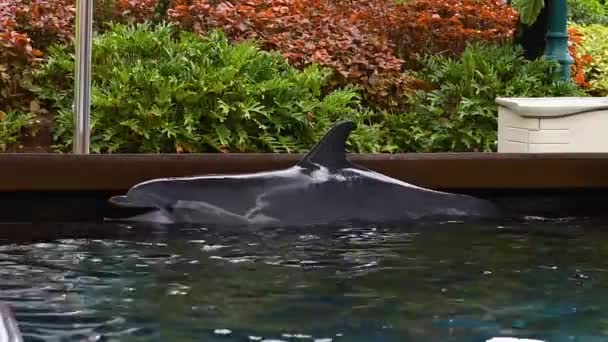 Orlando Florida Juli 2019 Trainer Streicheln Und Küssen Schönen Delphin — Stockvideo