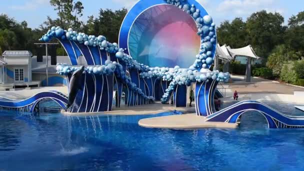 Orlando Florida Julio 2019 Delfín Saltando Seaworld — Vídeos de Stock