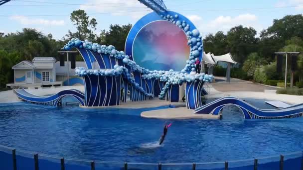 Orlando Florida Luglio 2019 Toccare Cielo Spettacolo Delfini Seaworld — Video Stock