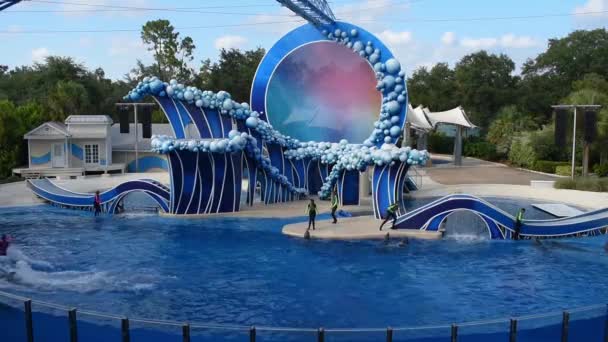 奥兰多 佛罗里达州2019年7月20日 触摸天空海豚表演在海洋世界3 — 图库视频影像