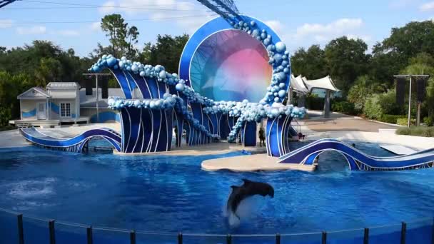 奥兰多 佛罗里达州2019年7月20日 海豚在海洋世界跳跃1 — 图库视频影像
