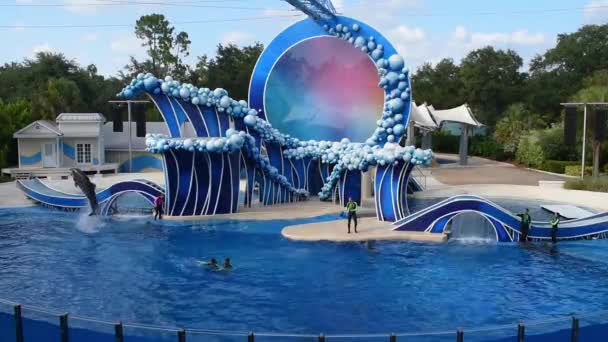 Orlando Florida Julio 2019 Dolphing Saltando Sobre Los Entrenadores Seaworld — Vídeos de Stock