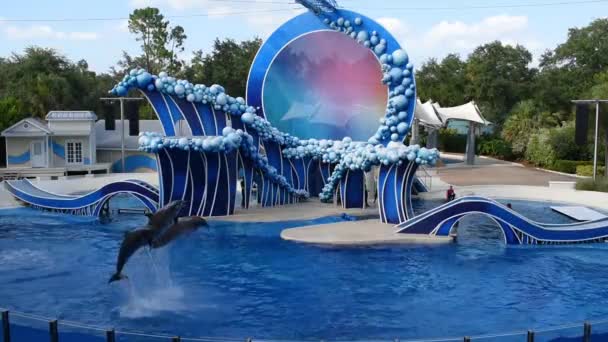 奥兰多 佛罗里达州2019年7月20日 海豚在海洋世界跳跃2 — 图库视频影像