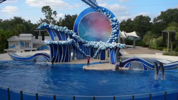 奥兰多 佛罗里达州2019年7月20日 海豚在海洋世界跳跃表演 — 图库视频影像