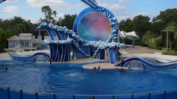 Orlando Florida Julio 2019 Espectacular Salto Delfines Seaworld — Vídeos de Stock