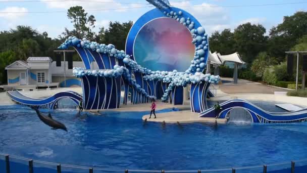Orlando Florida Juli 2019 Schöne Delphine Springen Show Bei Seaworld — Stockvideo