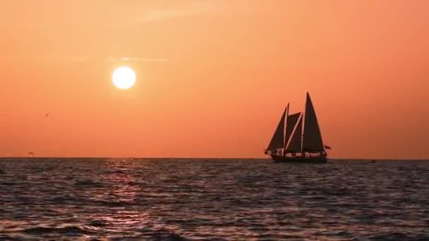 Clearwater Beach Florida July 2019 Sailboat Sailing Horizon Line Beautiful — Stock Video