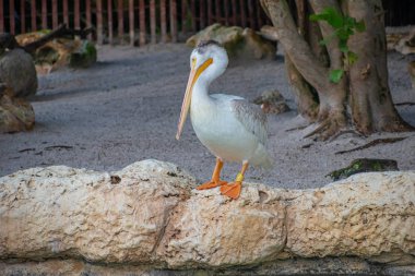 Orlando, Florida 'da. 25 Temmuz 2019. SeaWorld 6 ' da kayalar üzerinde güzel Pelikan