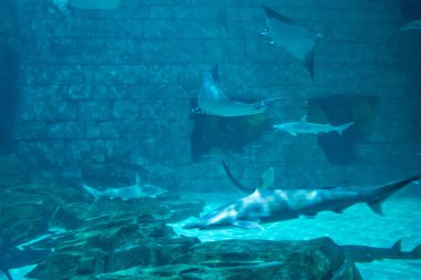 Orlando, Florida 'da. 25 Temmuz 2019. SeaWorld 2 akvaryum Shark ve Manta ışınları