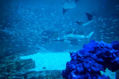 Orlando, Florida 'da. 25 Temmuz 2019. SeaWorld 12 ' de akvaryum köpekbalığı ve Manta ışınları.