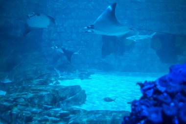 Orlando, Florida 'da. 25 Temmuz 2019. SeaWorld 13 ' te akvaryum köpekbalığı ve Manta ışınları.