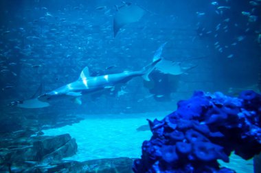 Orlando, Florida 'da. 25 Temmuz 2019. SeaWorld 16 akvaryum Shark ve Manta ışınları