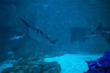 Orlando, Florida 'da. 25 Temmuz 2019. SeaWorld 37 akvaryum köpekbalığı ve Manta ışınları