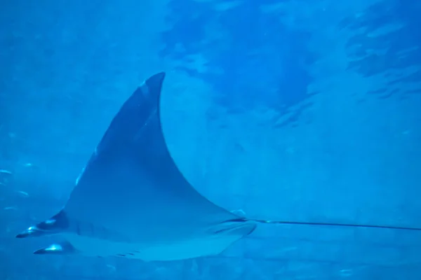 フロリダ州オーランド2019年7月25日シーワールド1の水族館のマンタ光線 — ストック写真