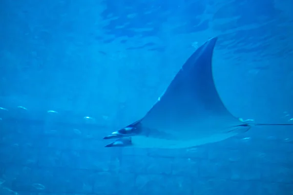 Orlando Florida Julio 2019 Rayo Manta Acuario Seaworld — Foto de Stock