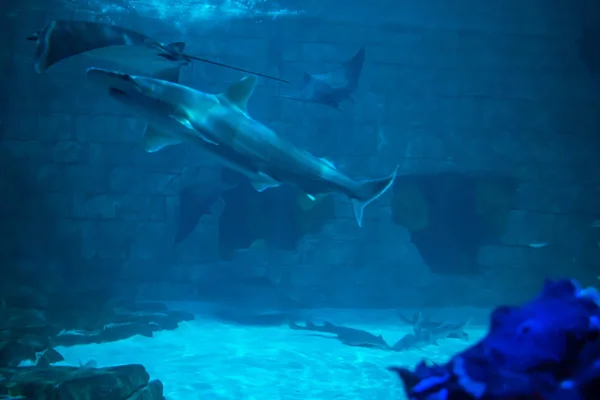 フロリダ州オーランド2019年7月25日シーワールド18のマンタの光線とサメ — ストック写真