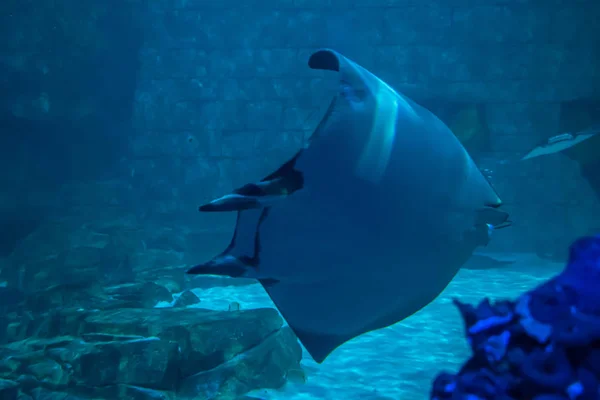 Orlando Florida Juli 2019 Manta Strålar Akvariet Seaworld — Stockfoto