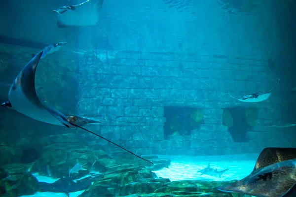 フロリダ州オーランド2019年7月25日シーワールド6の水族館のマンタ光線 — ストック写真