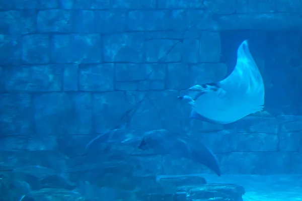 奥兰多 佛罗里达州2019年7月25日 海洋世界水族馆的曼塔射线 — 图库照片